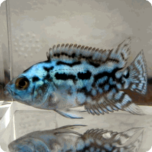 Jack Dempsey - Electric Blue - 1-2 inch Jack Dempsey - Electric Blue - 1-2 inch